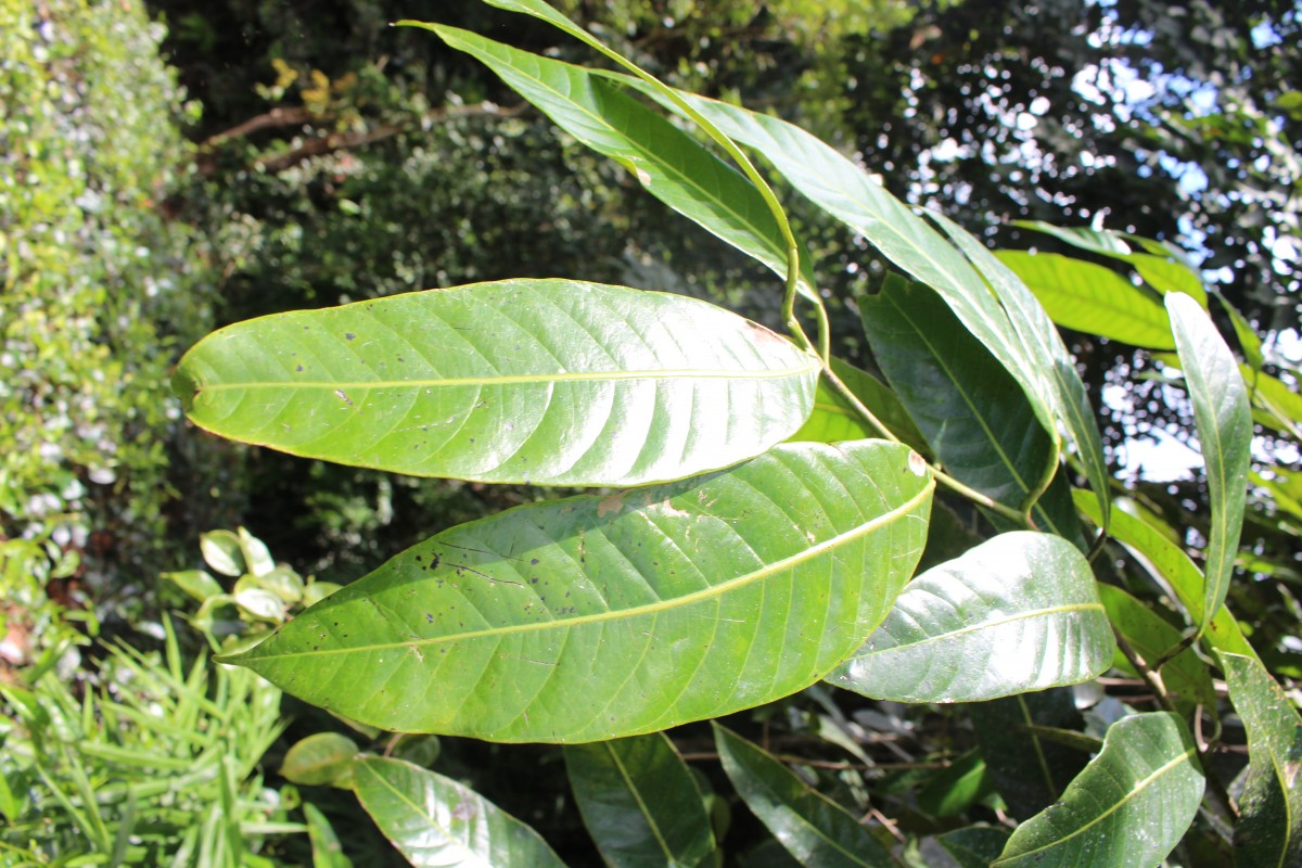 Semecarpus walkeri Hook.f.